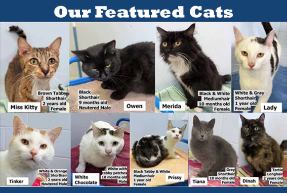 Indiana County Pennsylvania Humane Society Indiana county pennsylvania humane society